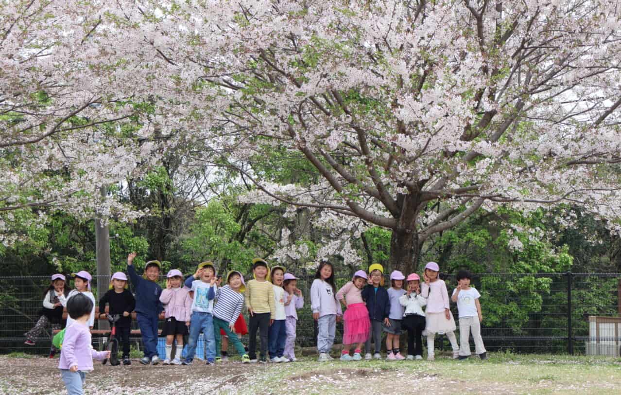 熊本のヒルトップインターナショナルスクールの桜